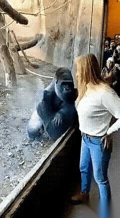 我跟你说，动物有时候比人有骨气多了。就在刚刚，动物园里，那只红毛大猩猩，就那么