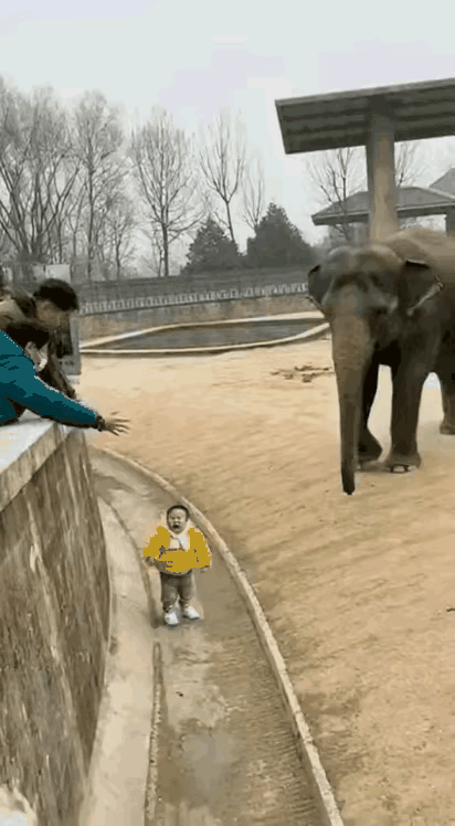 我亲眼看见的！2岁宝宝不慎掉进大象池，大象的举动直接看哭所有人！宝宝在池里
