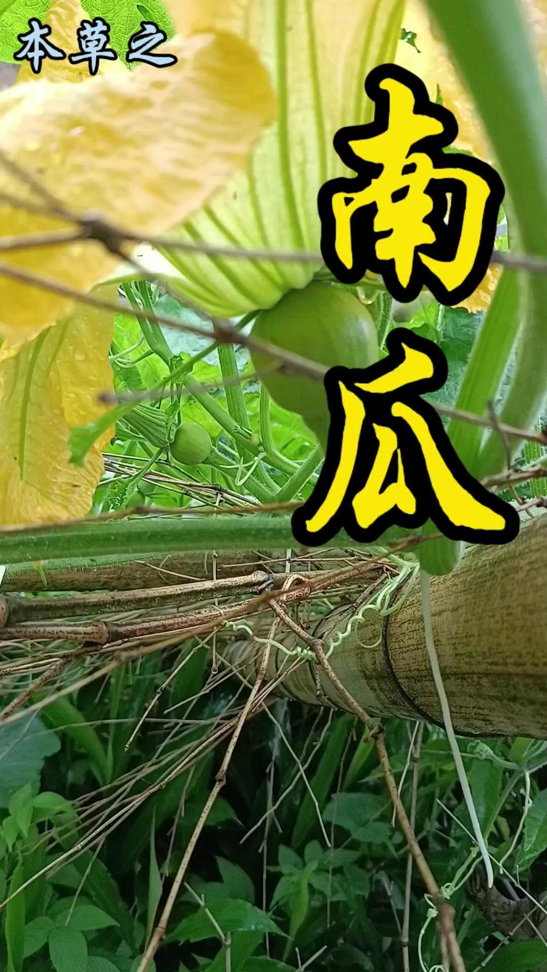 南瓜是大家熟悉的植物，现在正是它开花结果的季节。黄色的南瓜花张开大花瓣，吸引蜜蜂