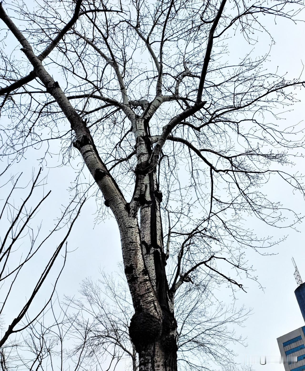 缩表：央行货币政策的“精准收缩术”缩表，即缩减资产负债表，是中央银行通过调