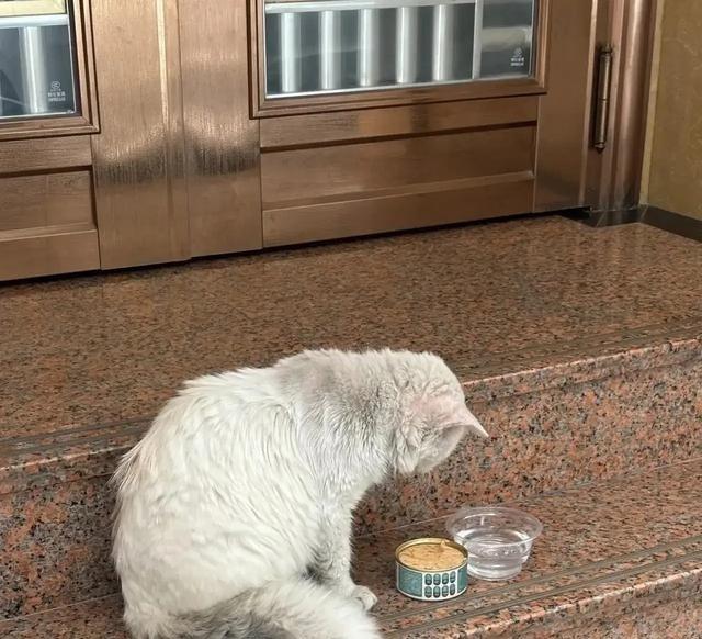 捡了只被弃养的流浪猫，朋友还怼我“救得过来吗”，现在猫胖了，朋友还塞钱买罐头，真