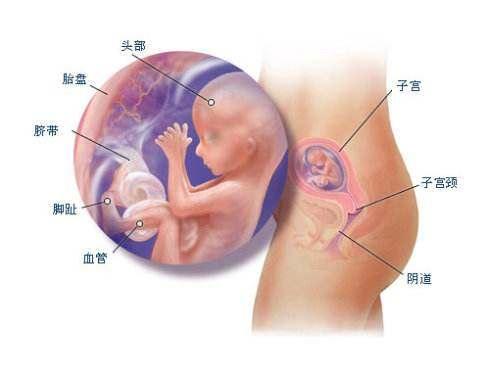 孕妈妈测量子宫底, 可预测胎儿生长情况: 妊娠5个月末, 子宫底在脐下二横指, 在耻骨上12~17厘米处