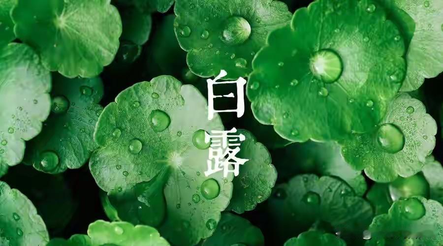 7号白露，老话“不怕秋老虎，最怕白露在尾”，今年白露在哪？有啥说法？再过2