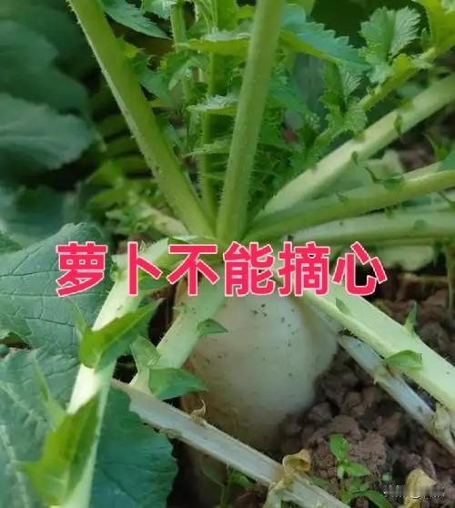 种萝卜，打底叶可以，千万别摘心网上不少短视频博主打着增产的噱头鼓吹萝卜摘心