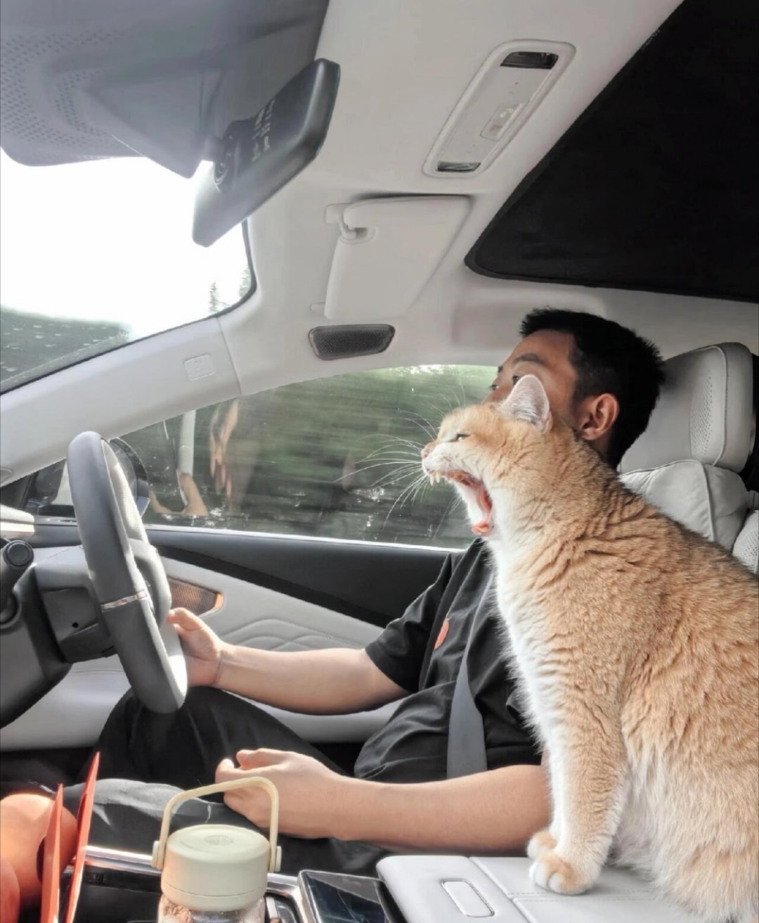 出发前别喂太饱，少喝水，车里保持通风别闷着。让宠物待在熟悉的小窝里，有安全感就不