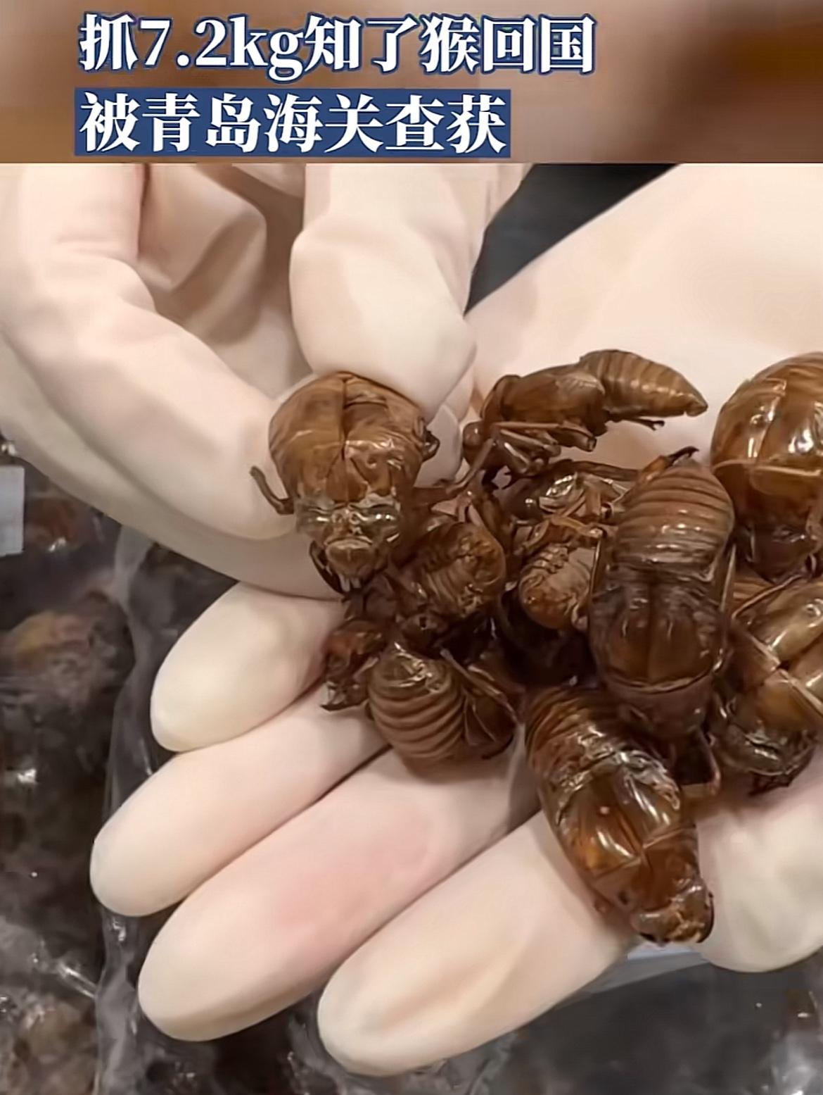 青岛胶州，海关人员发现两件入境的行李有问题，里面有大量的橙色物质，有明显的分节结
