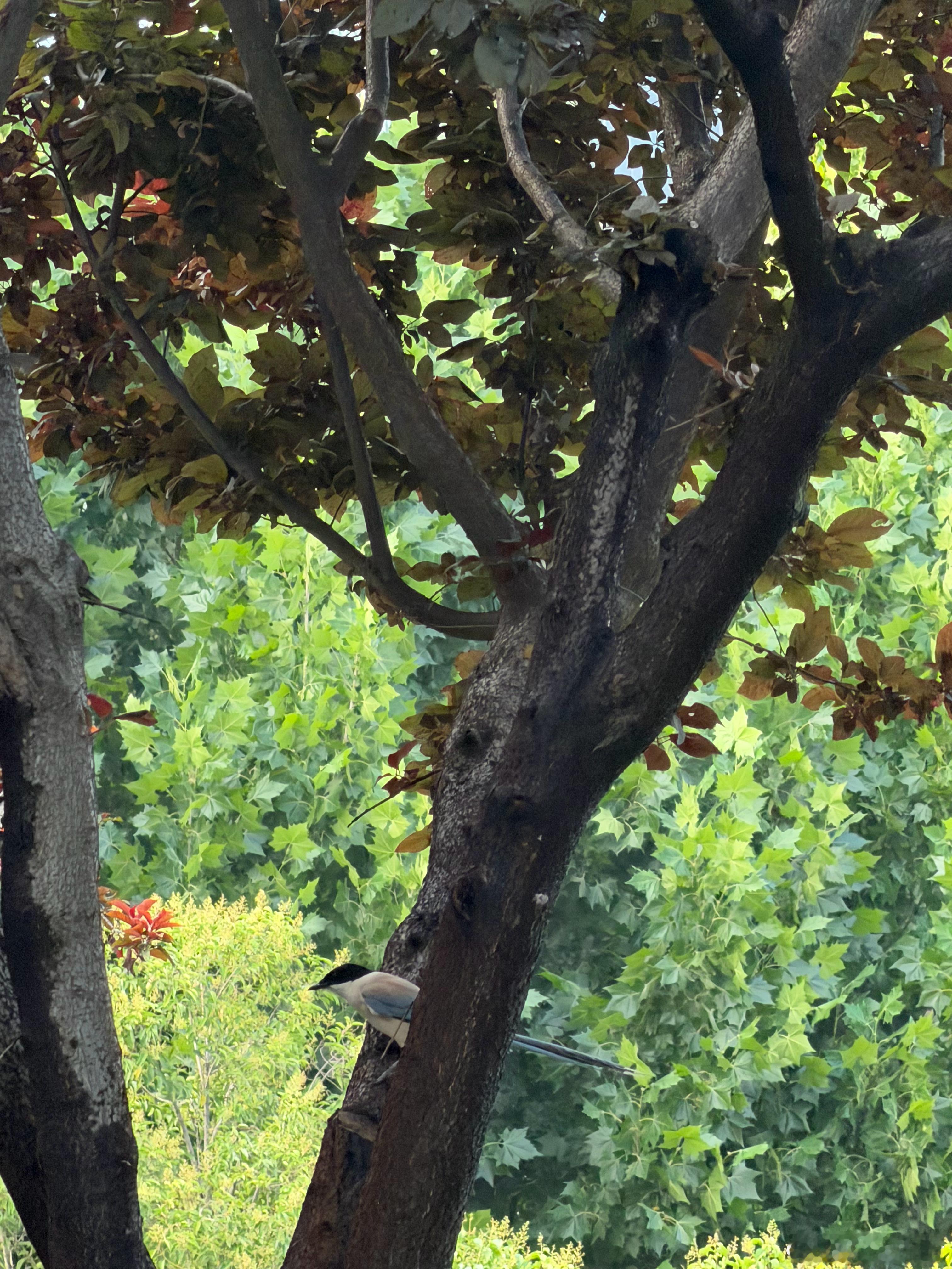 准备吃猫粮的🐦