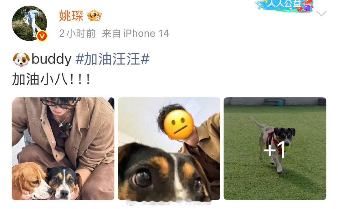 姚琛带小狗备战铁汪三项姚琛迎来了自己的小狗队友加油汪汪姚琛加上小八，这是什么神