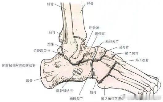 你有脚后跟吗今天聊一个大家都知道，但平常不会想起来的部位——你的脚后跟，也就是