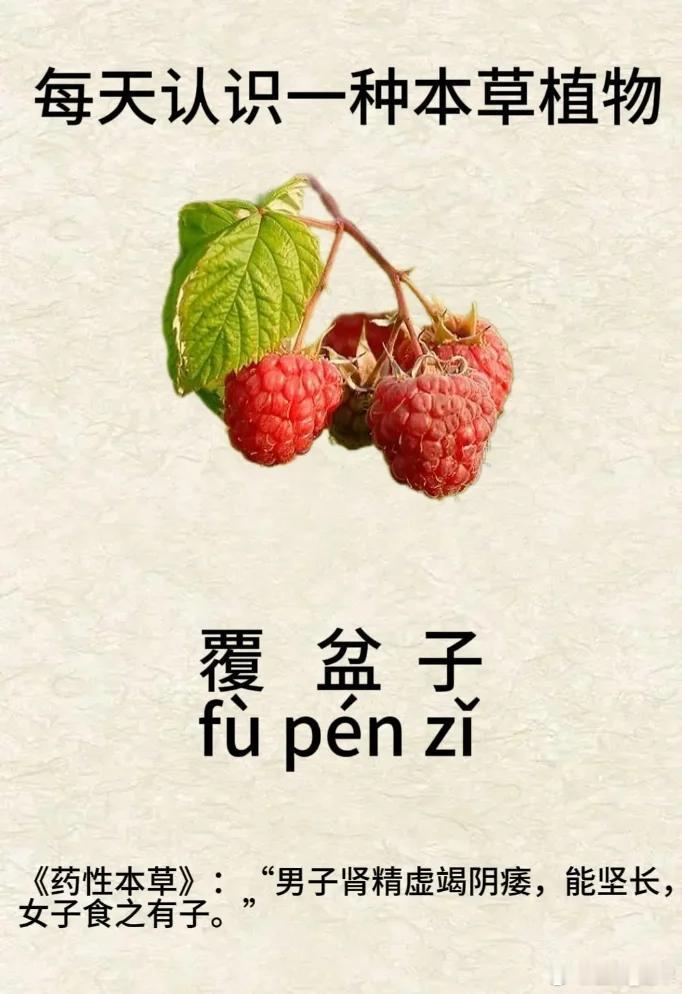 覆盆子：被低估的草木明珠，阴阳双补之妙品在卷帙浩繁的中医典籍中，覆盆子常以“益肾