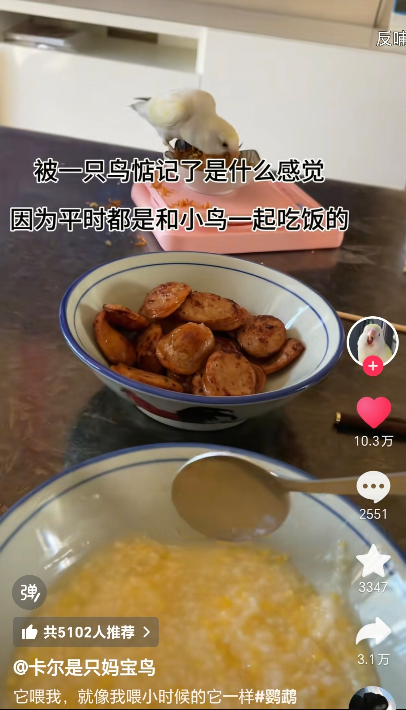 人，鸟很担心你有没有按时吃饭​​​