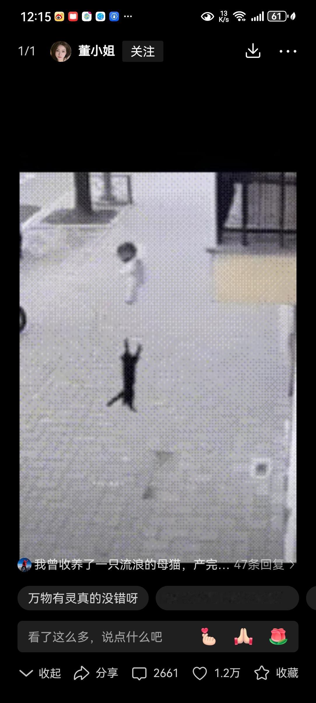 婴儿从高楼坠落，楼下猫咪看到，竟然奇迹般做出了救助动作，虽然它没有能力接住婴儿，