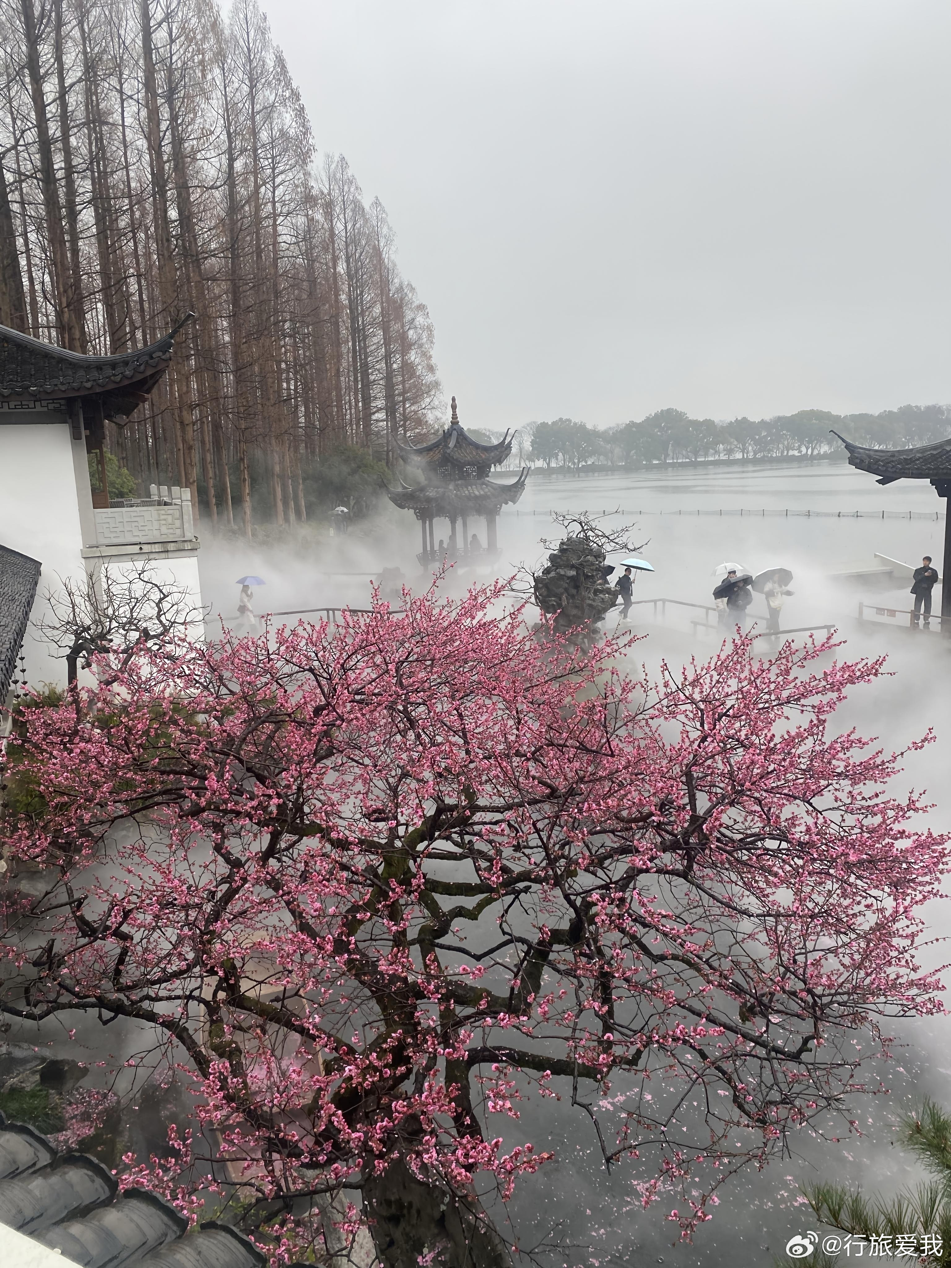 在西湖湛碧楼，我等到雾起梅开。原来真正的江南，不是风景，是一瞬让人安静下来的心。