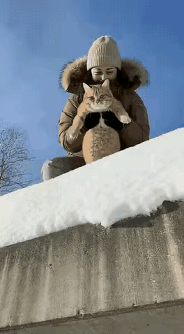 喵星人:哼，人类。