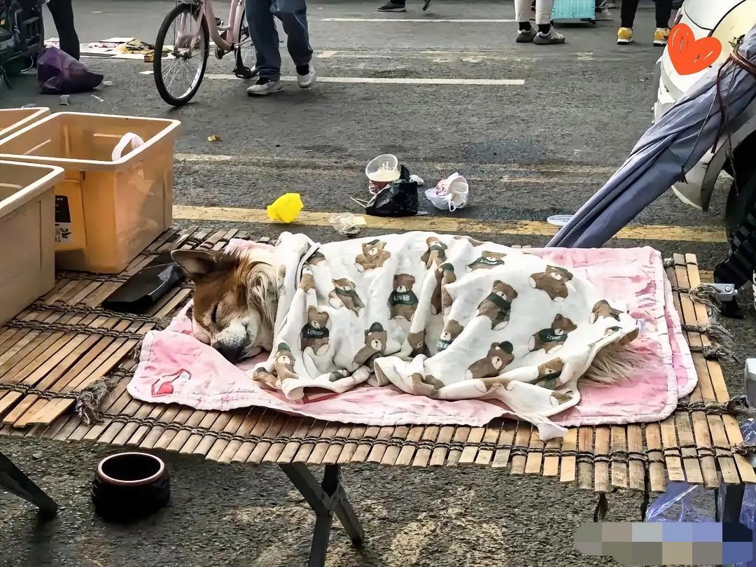 谁能想到，摊贩捡回只流浪狗，竟换来了最靠谱的“搭档”！每天凌晨五点，狗狗准跟