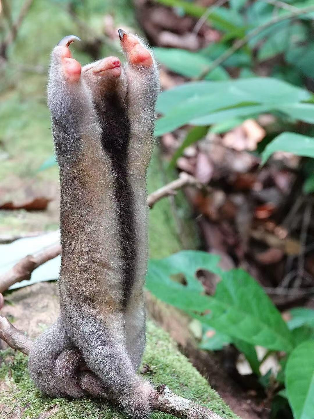体型最小的食蚁兽——侏食蚁兽动物科普奇妙生物圈​​​