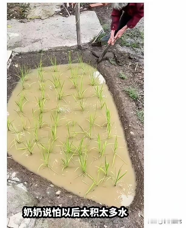 现在还有多少人会种田种地？这种丰收的喜悦，以后是不是只能在央视农业频道看到？