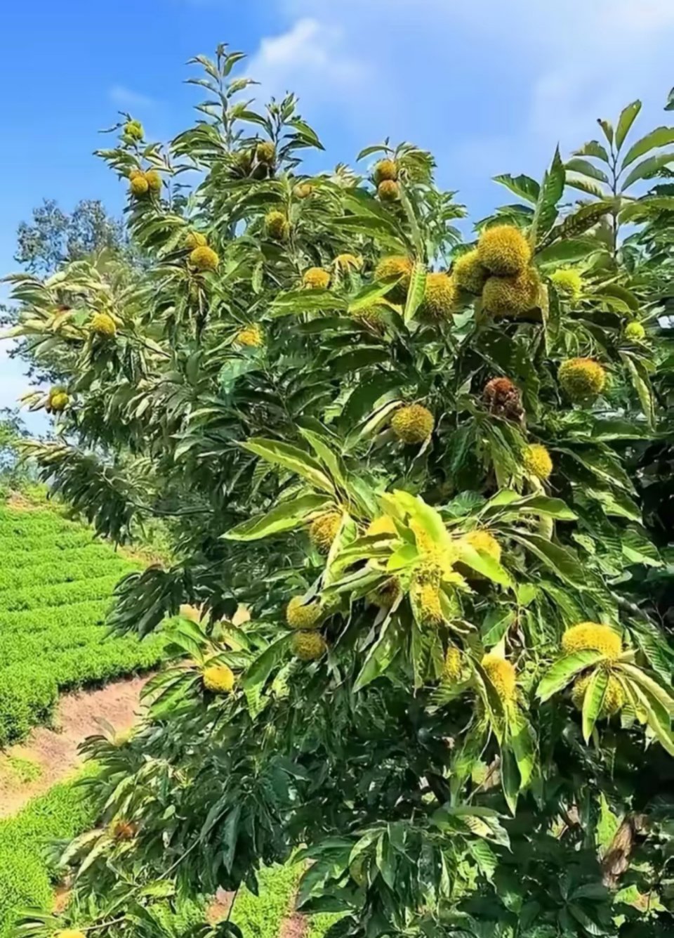 板栗种植方法1.选地：南向缓坡（≤25°），土壤疏松排水好，pH5.5-7.0