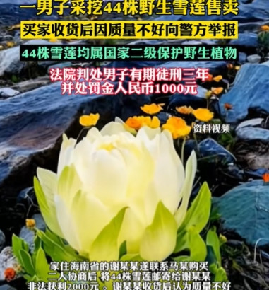 长记性了！”近日，新疆，一男子上山采蘑菇，意外发现一片野生雪莲，他一口气把44株