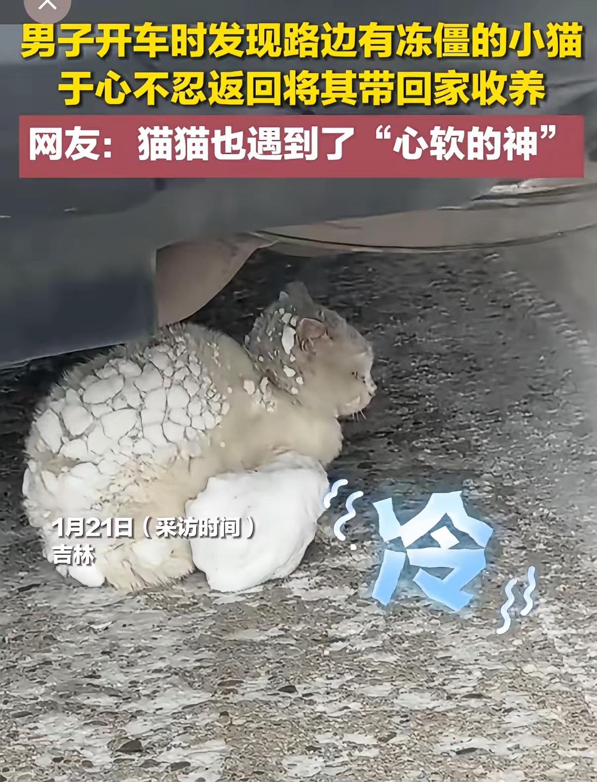 暖心！吉林，一男子和父亲开车回家，走到半路时看到心酸一幕：一只纯白色的猫咪在路边