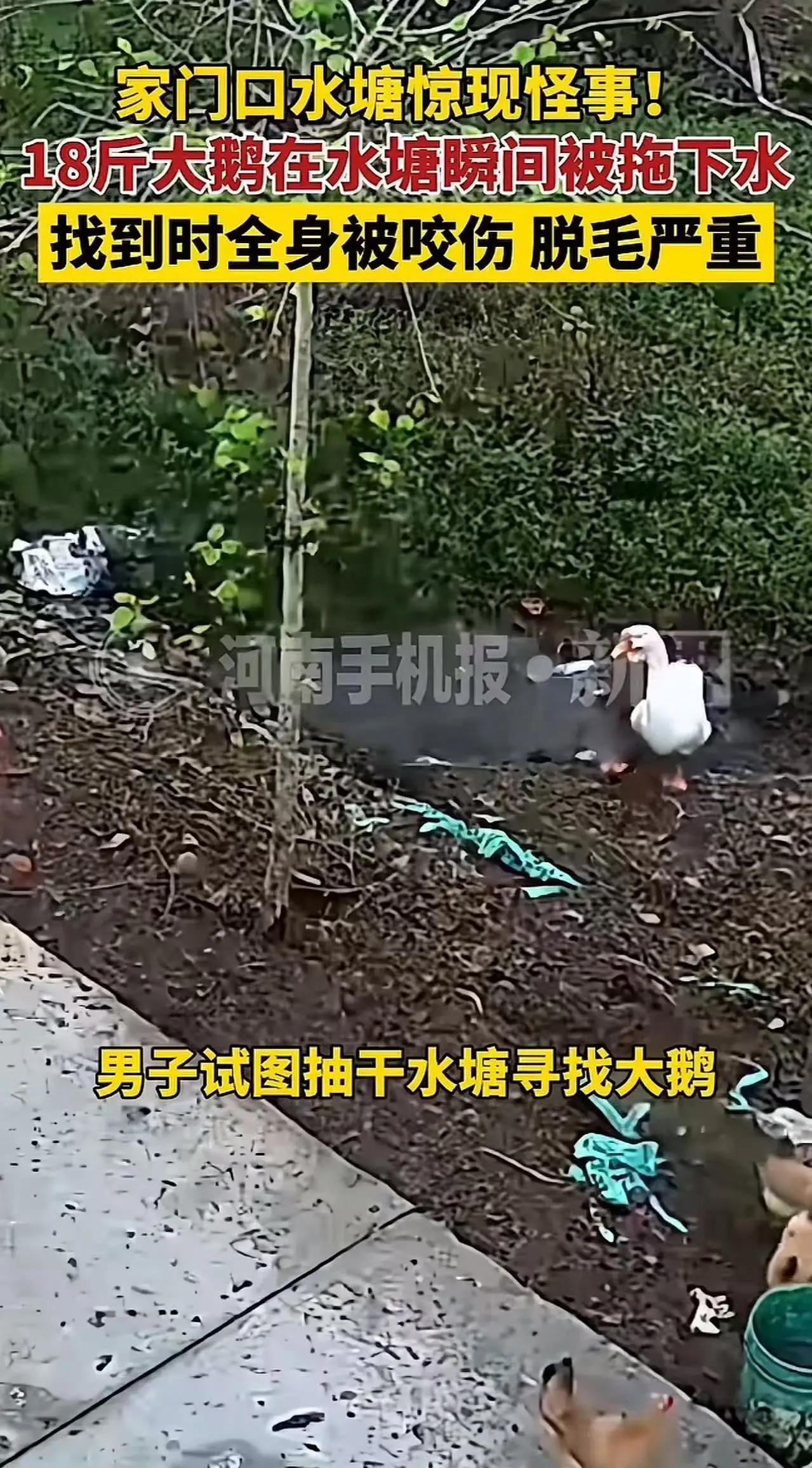 河南信阳农家水塘惊现“隐形杀手”，18斤大鹅瞬间被拖入水底，抽干水后真相更让人脊