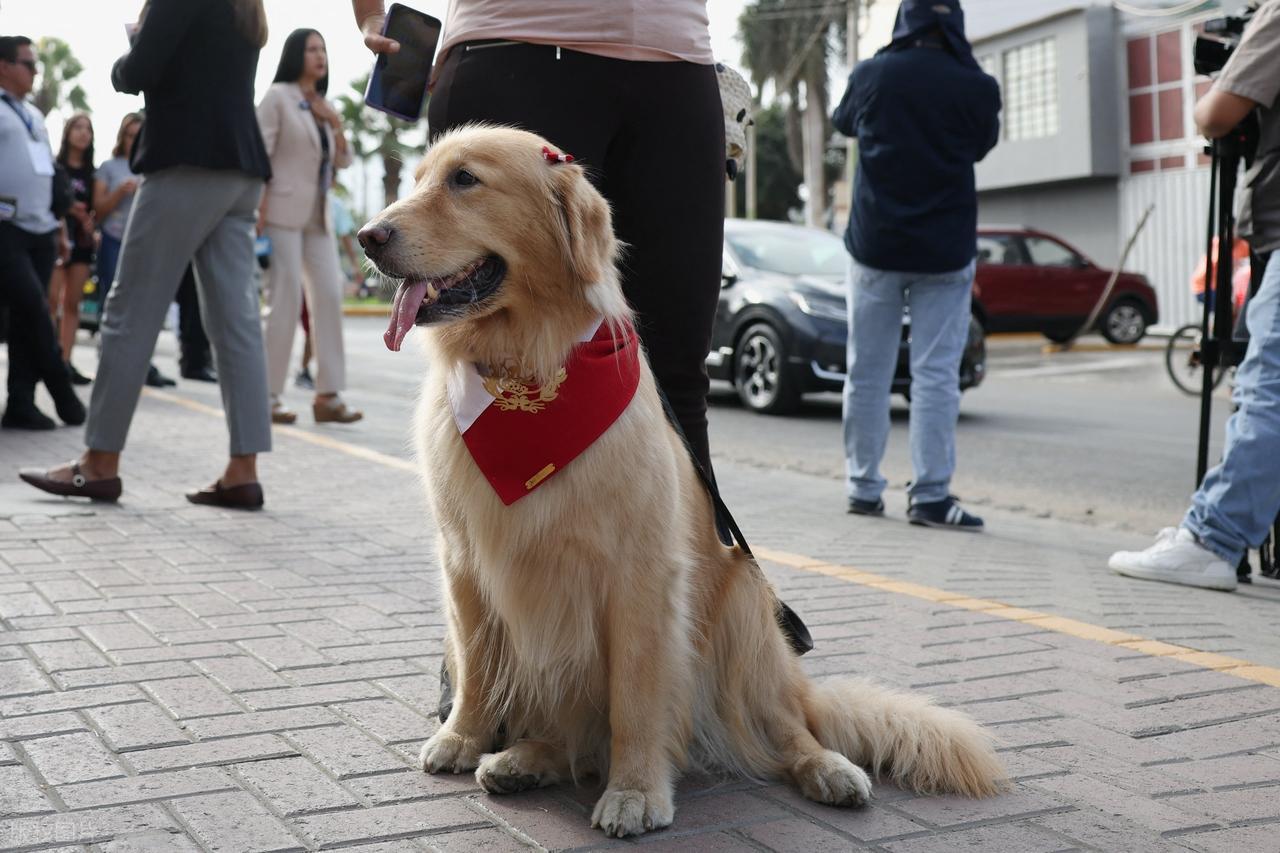 作为宠物界妥妥的“大明星”，你知道金毛犬都有哪些品种吗？表面上看，很多人觉得