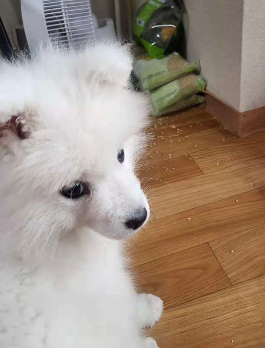 萨摩耶:是袋子质量不好自己碎掉的