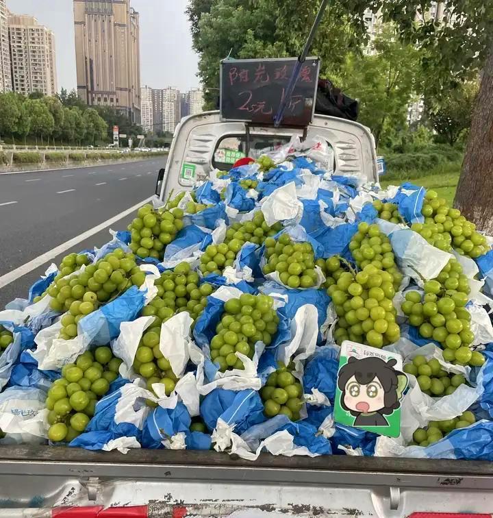 日本大概很后悔把阳光玫瑰葡萄引入中国，辛苦杂交、培育了接近20年的优质品种，本想