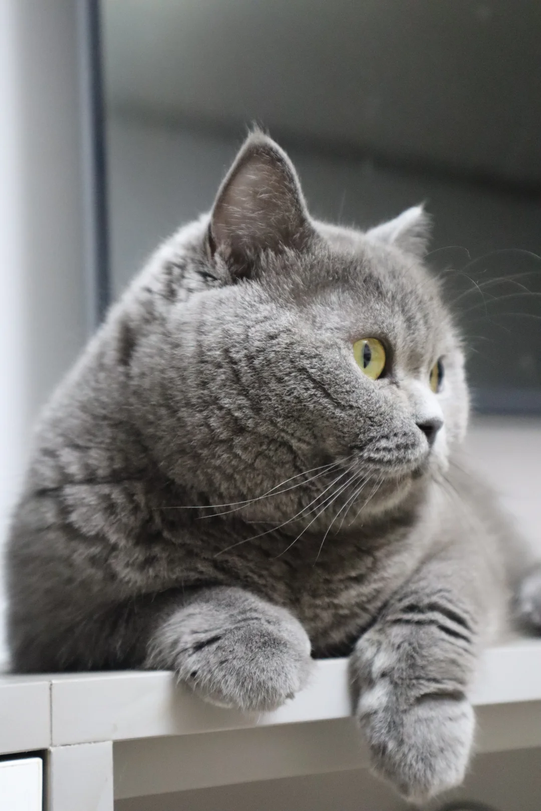 蓝猫的侧脸都这么绝吗？！🐱
