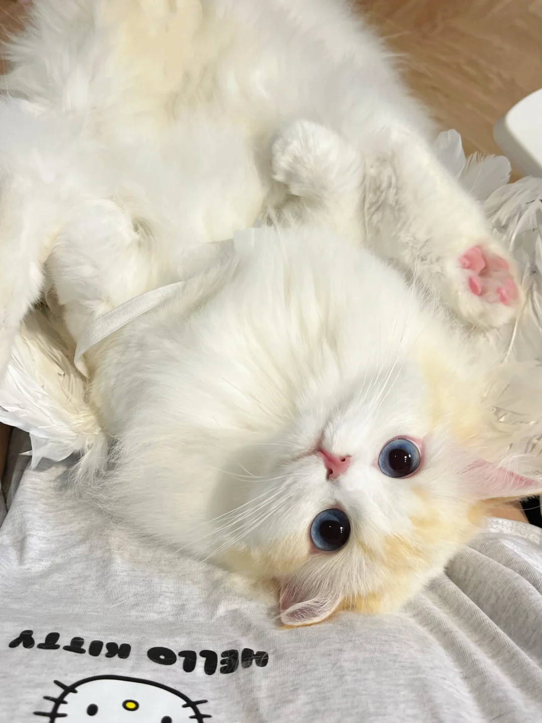 ₊⁺ ꒰১ ♡ ໒꒱ ⁺₊天使猫猫来啦
