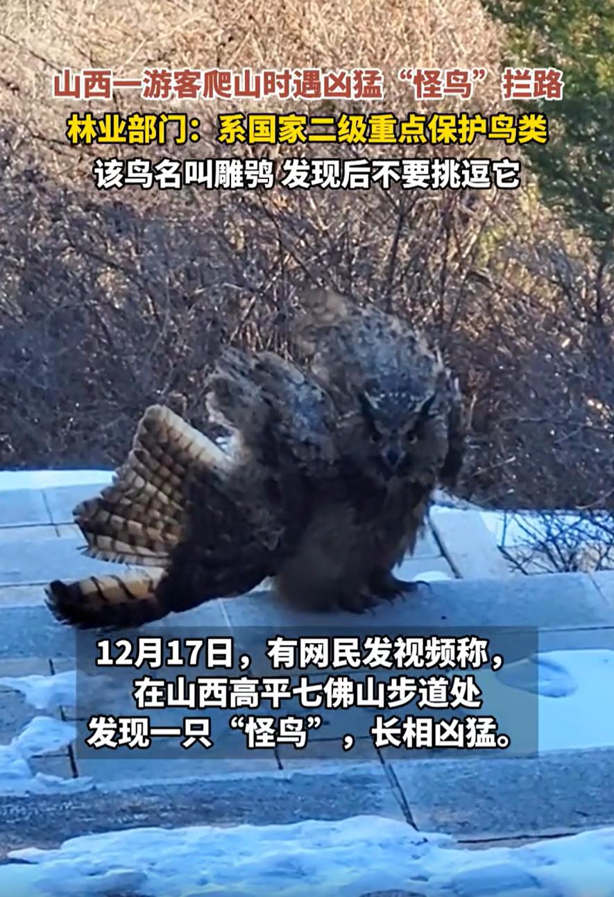 “原来杨过的雕是真的！”山西，一男子去爬山，结果走步梯时突然发现前面有一只怪鸟，