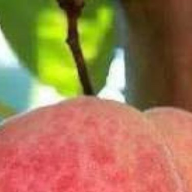 种植🍃种植文案桃子的种植文案0000桃子，以其鲜嫩多汁、香甜可口而深受人们