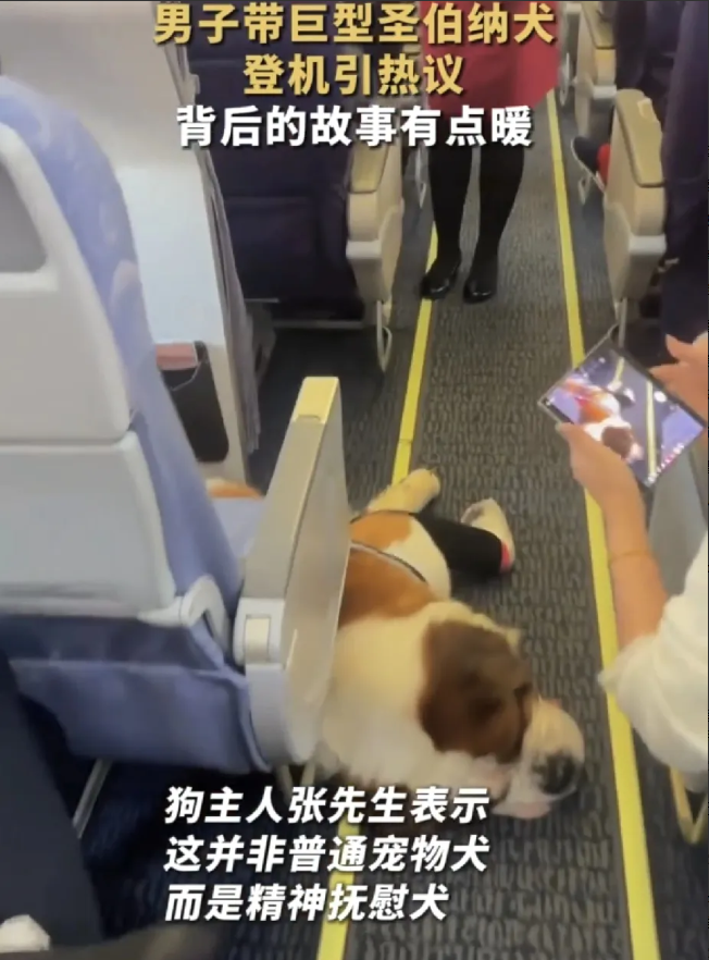 航班现巨型犬？竟是暖心工作犬