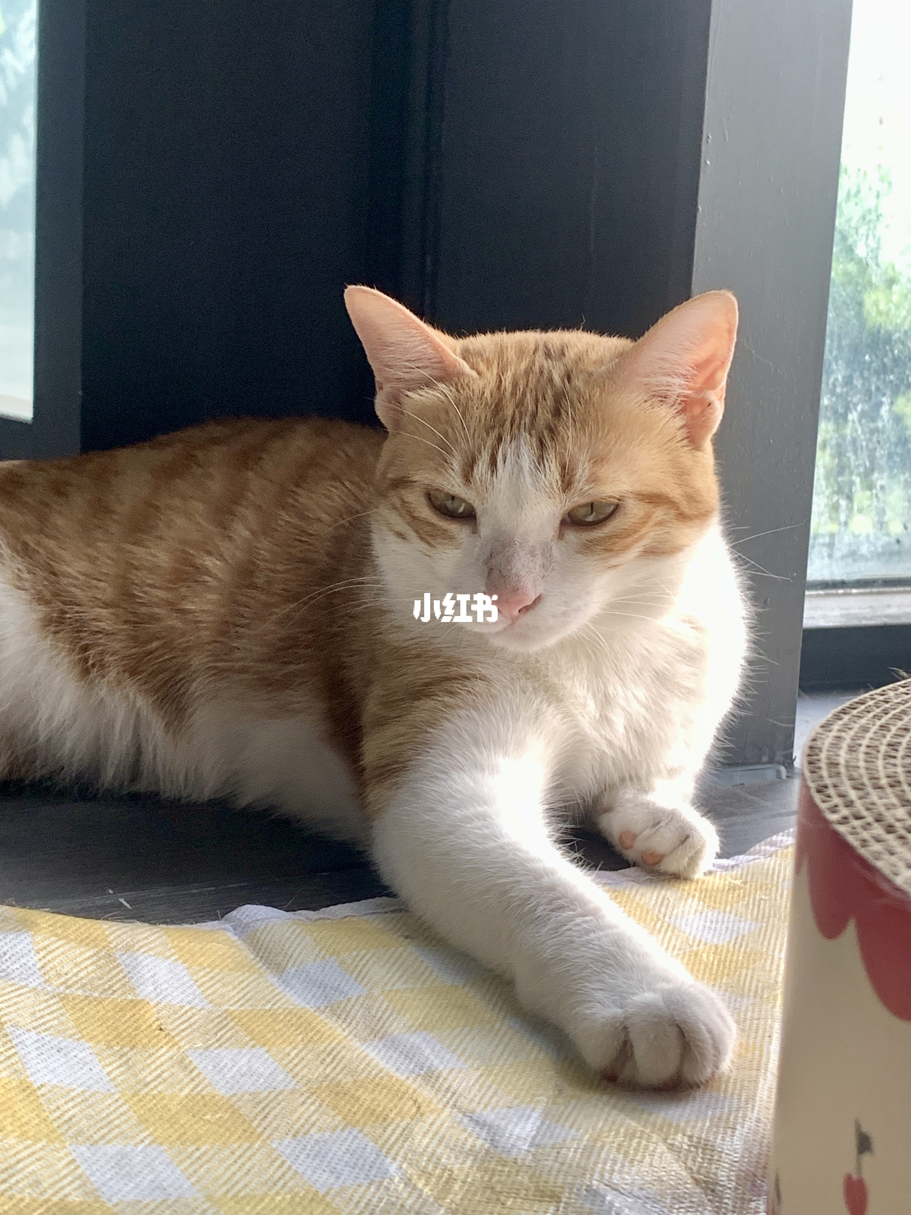 健身房的可爱小猫