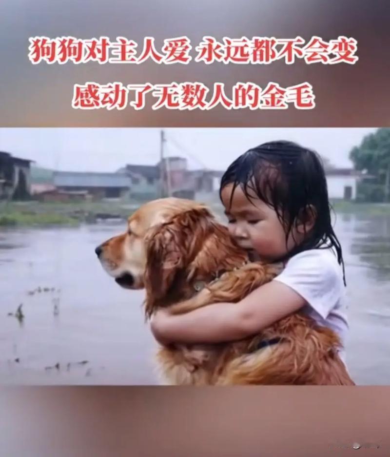 泪目了！一位大哥家养了一只金毛狗狗，平时就非常聪明听话，这天大哥的女儿趁家人不注