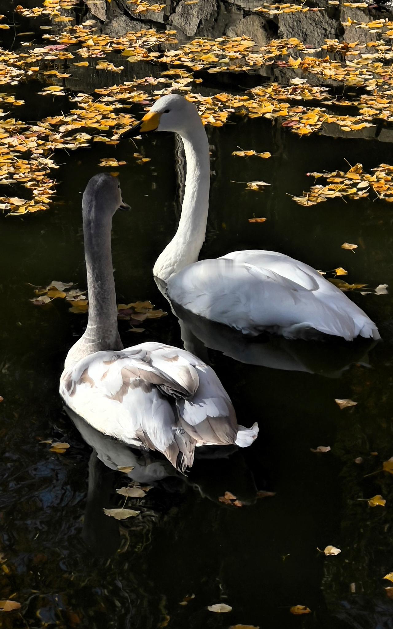 交换一张可爱的水鸟照片
