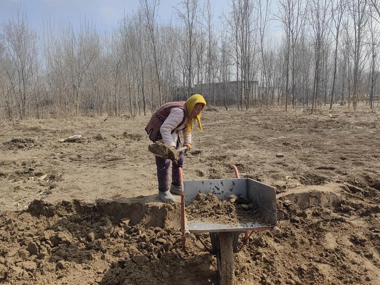 图中的老俩口子，一个78岁，一个76岁，从正月初二就开始平整土地。这是我们邻村