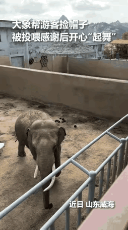 这个也太厉害了吧，像假的。但是很可爱。