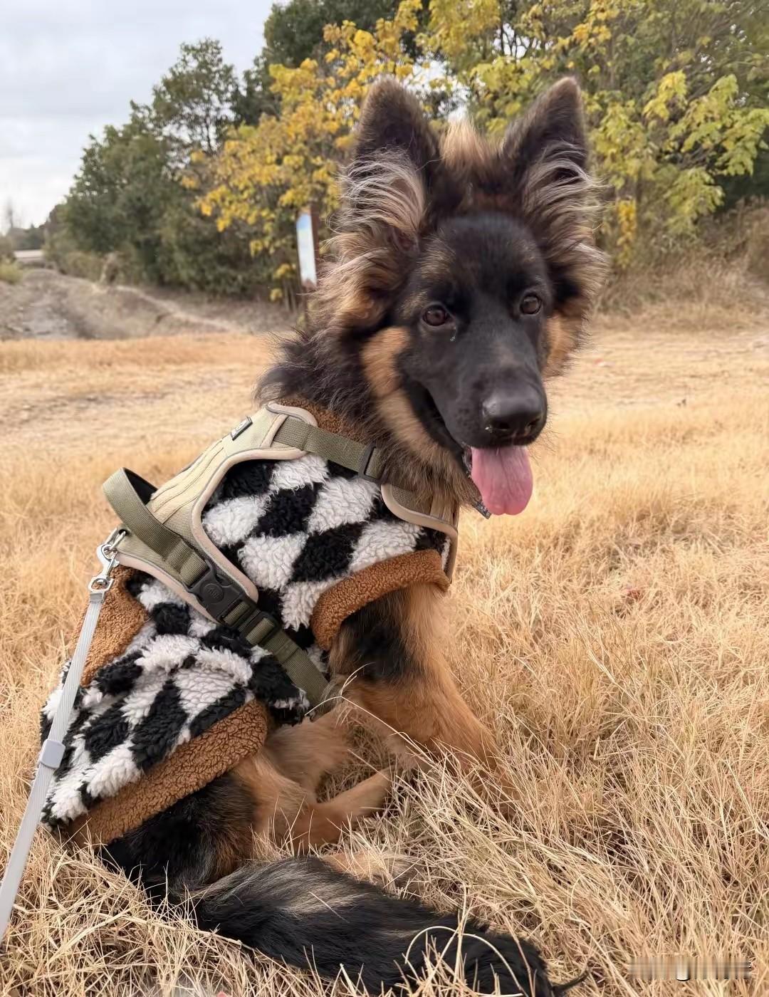 “救救毛孩子！上海不准养了，养这么大真舍不得丢呢。”网友着急了。言语透露出焦