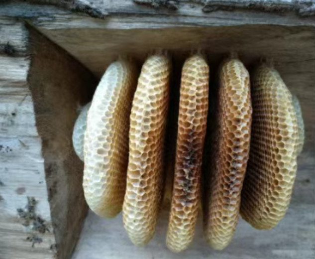 【蜜蜂冬天是如何过冬的？】蜜蜂过冬是不冬眠，但它们会冬歇。这些蜜蜂会聚成一个团，