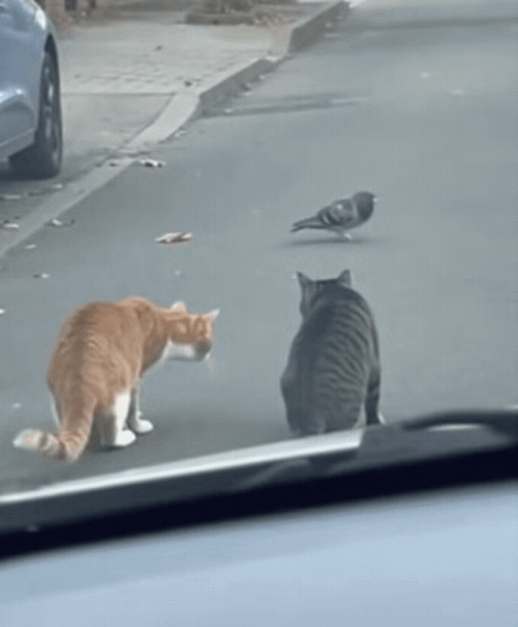 笑不活了！马路上上演“猫鸟大战”，车主一声喇叭直接搅黄全局！两只猫咪蹲在路边