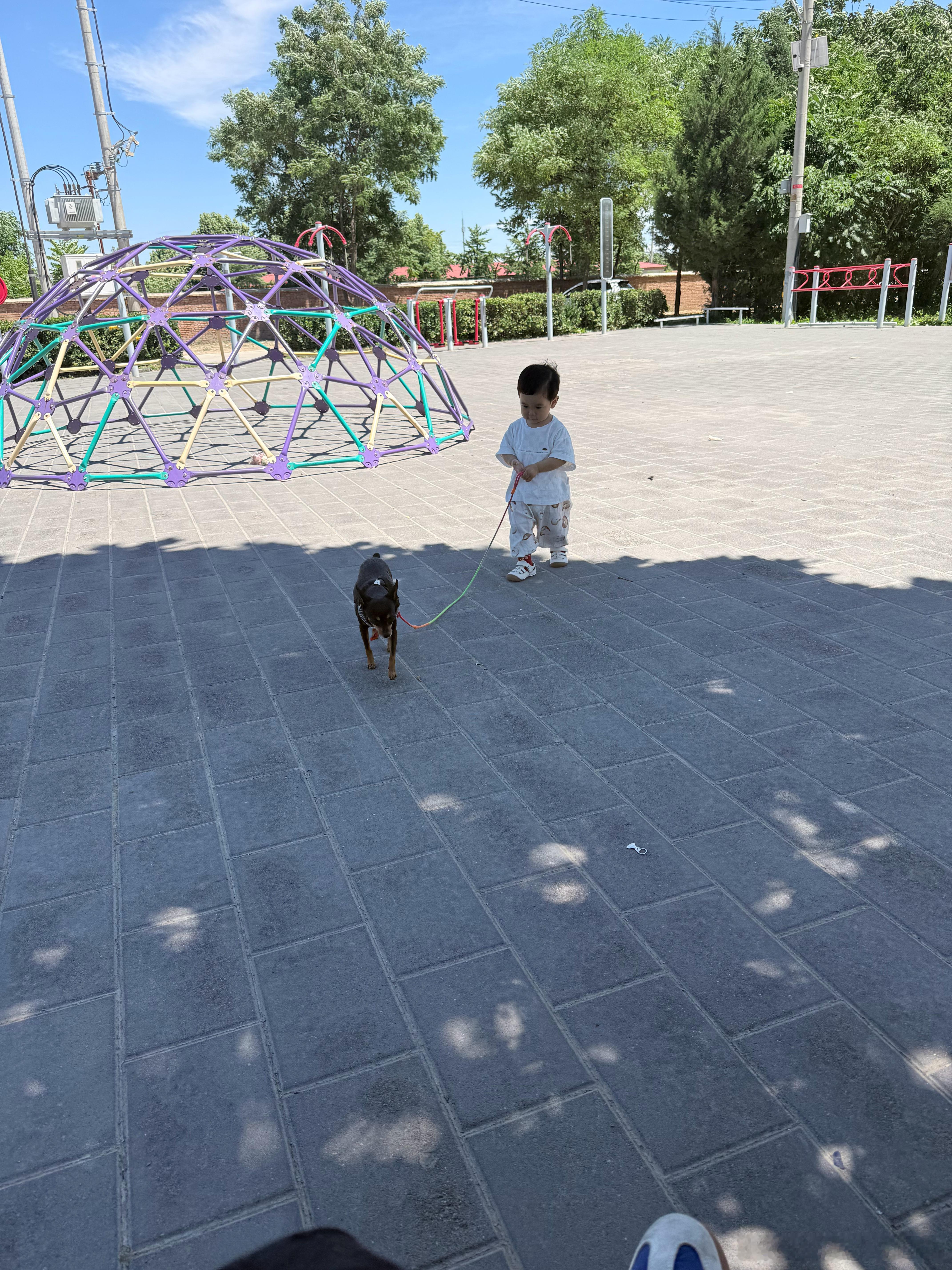 1岁半的人类幼崽已经撸猫遛狗了萌宠猫咪