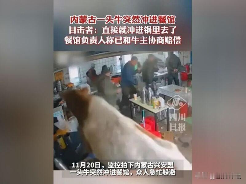 一头牛突然冲进餐馆店主回应近日，内蒙古一头牛突然冲进餐馆，餐馆老板：牛受惊