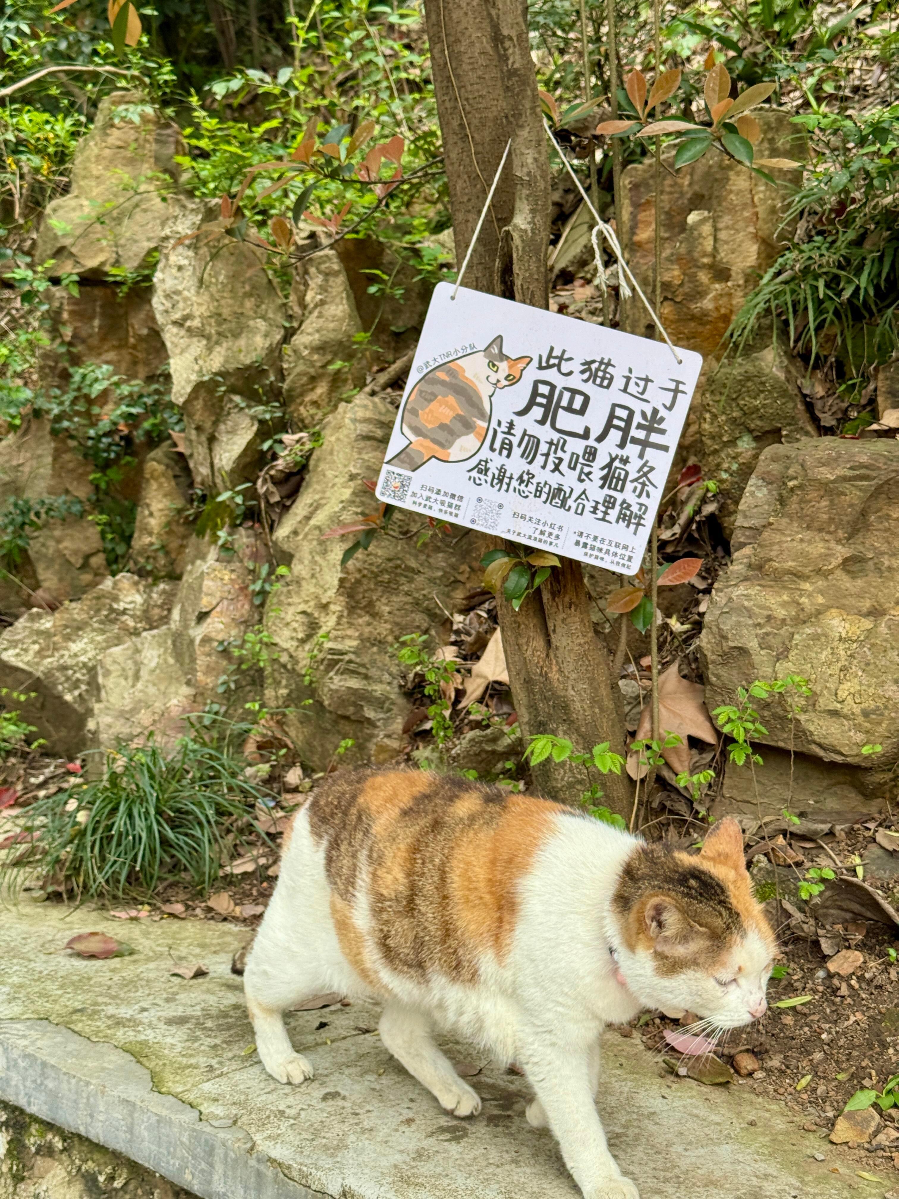 吃瓜吃到自己身上🐈