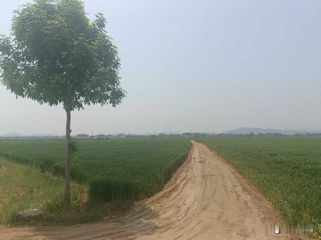 梁东方我站在红旗村委会旁边向西看，连接两个村庄之间最近的倾斜小路上，正有一个女