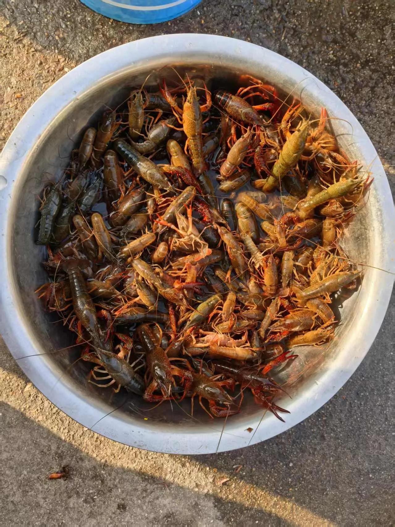 小龙虾根本吃不完