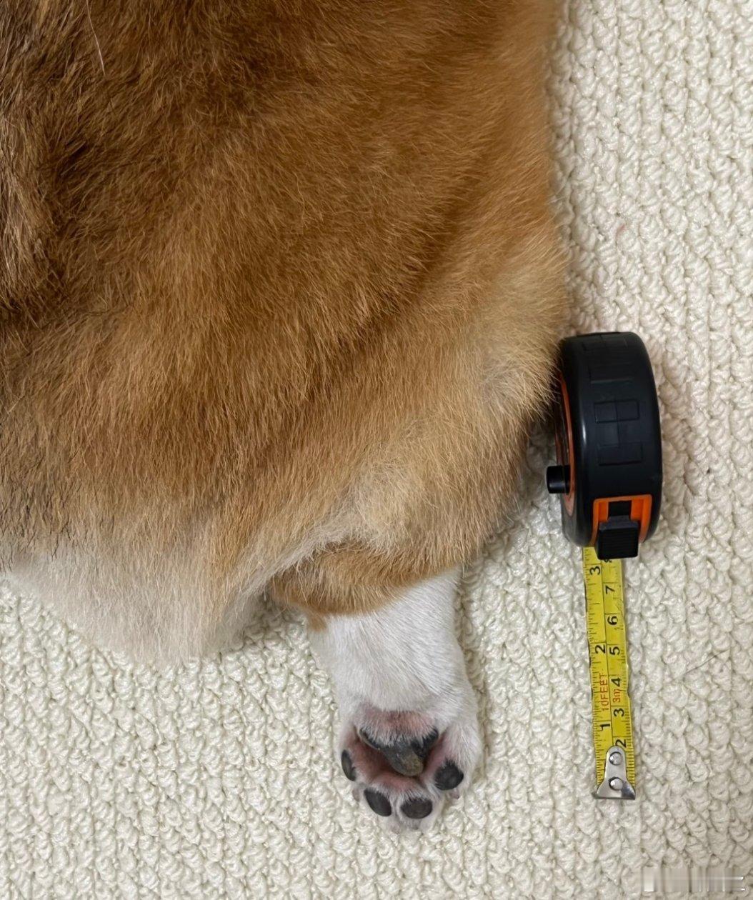 侮辱柯基的100种方式咱就是说怎么还没有猫窝腿腿高啊啊啊啊