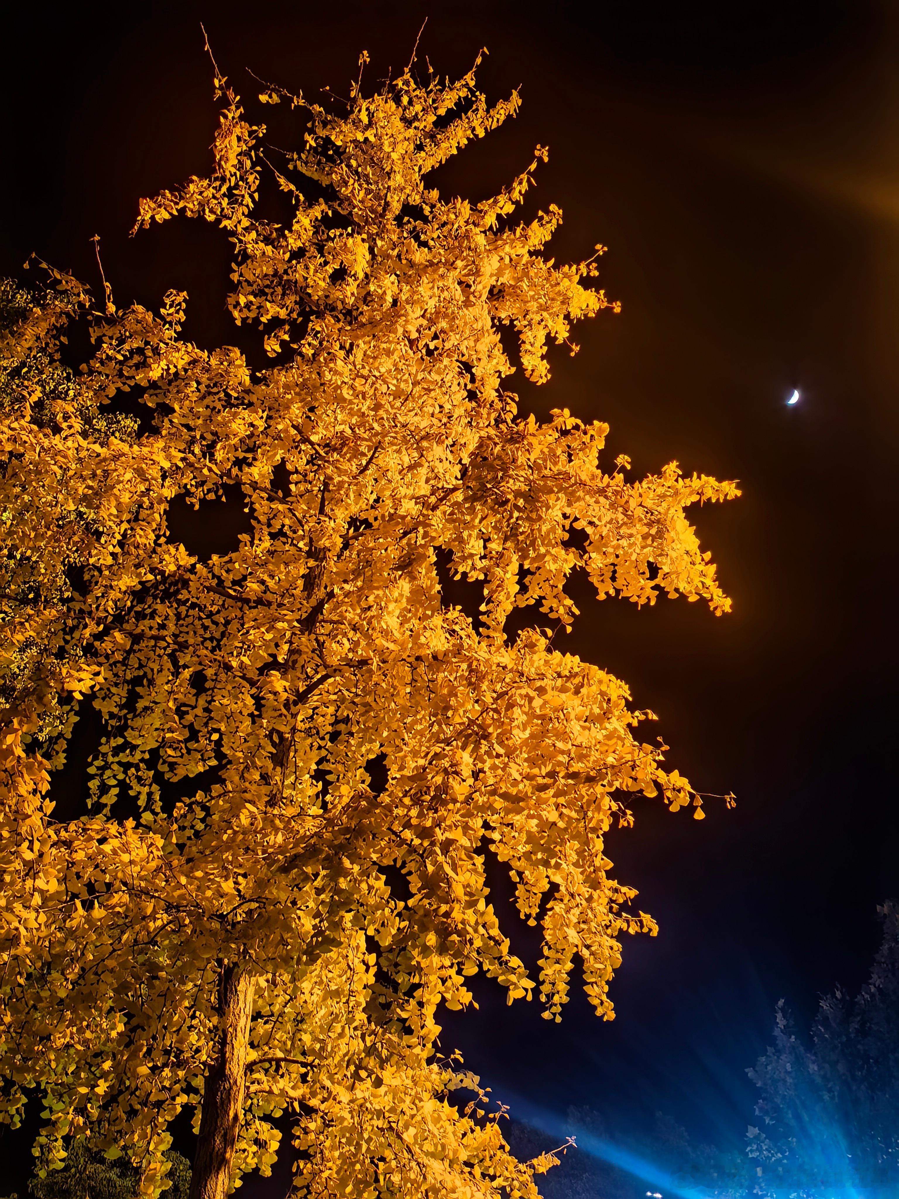 据说这个季节的武汉很美，阳光明媚，吹面不寒，偶尔还能看到未曾落尽的银杏。此时此刻