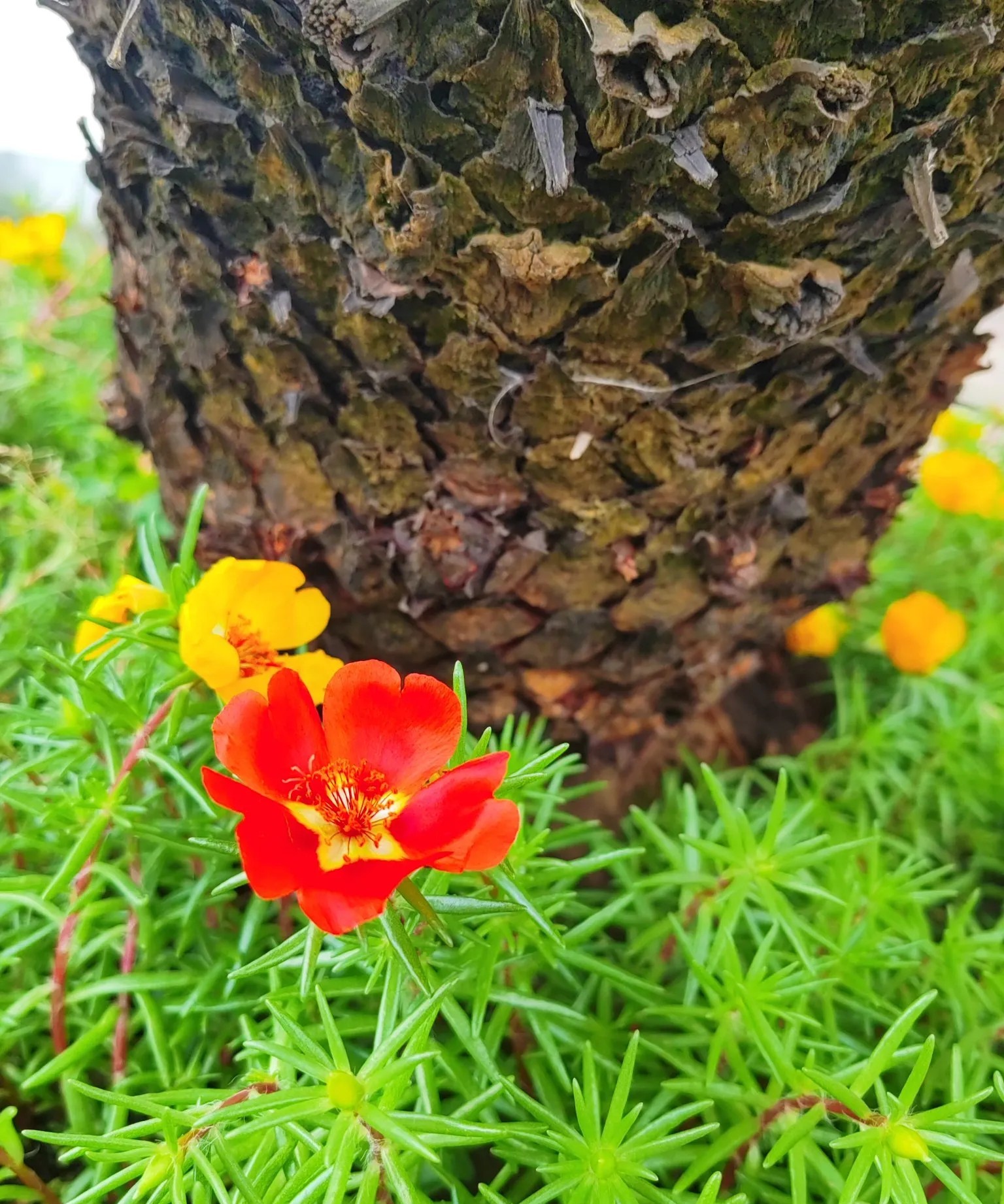 大三的儿子突然打电话来，一改平时的嘻嘻哈哈作派，略带严肃而又认真地说：“妈妈，暑