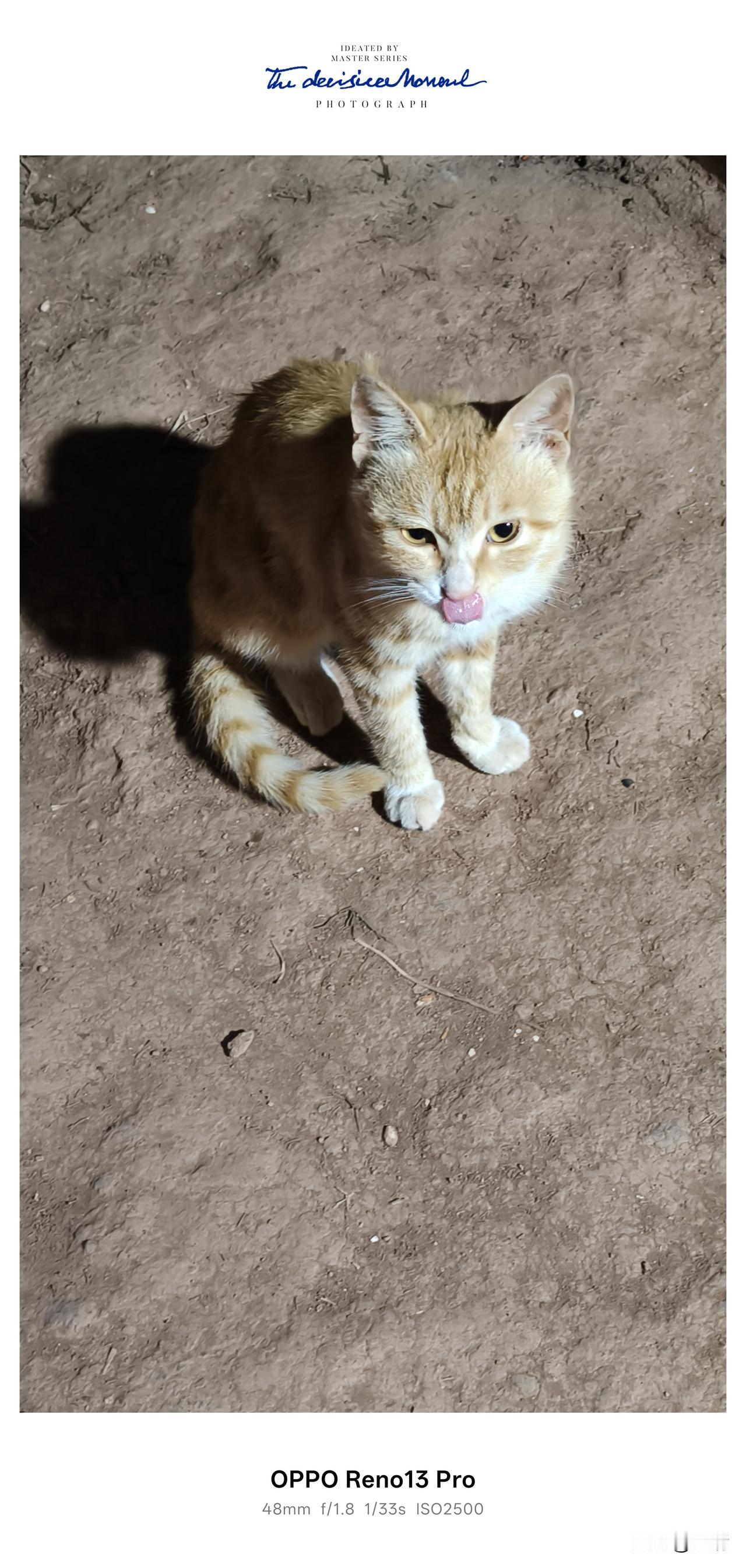在老家的乡下，我养了只特别乖的橘猫，是那种让人越养越爱的“神仙小猫咪”。它